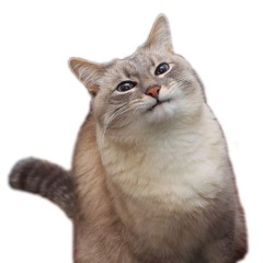 Felix