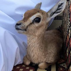 سـارة