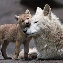 Wolfie