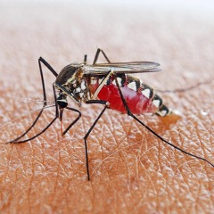 Lelouch Vi Britannia