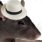 Snazy Rat