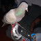 Hector_May