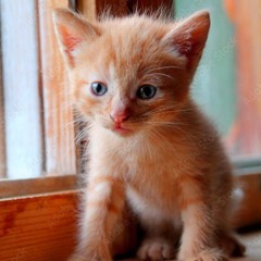 Mitty