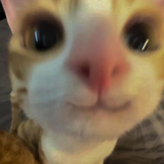 esclavizando pájaros