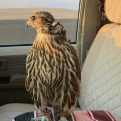 Alshahrani