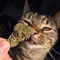 Acapulco Gold