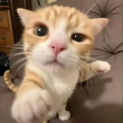 plxgqowo
