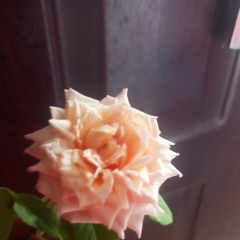 Shyam