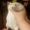 Nat_The_Rat