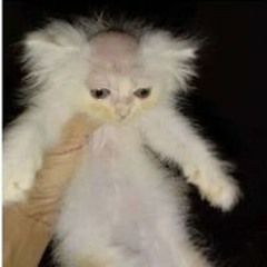 Bald Cat