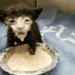 urgf