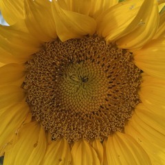 AL