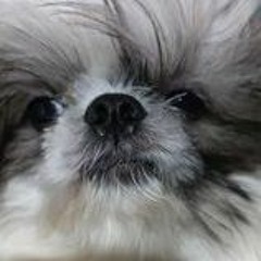 llyd