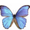 rahaf