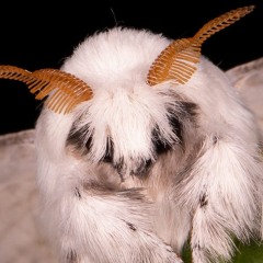 Moth_Vixky🖤