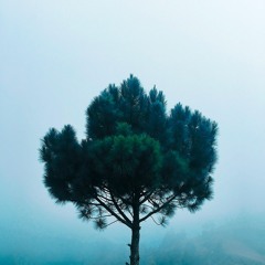 Joshua Tree