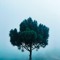 Joshua Tree