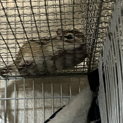 ばななあんじゅ