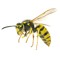Wasp
