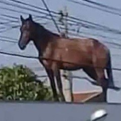 horseontheroof