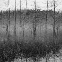 Chris Leventis