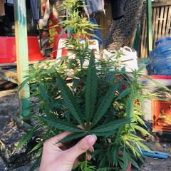 ❌Thằng Củ Lạc❌