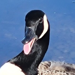 Goose