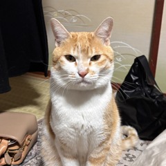 10年後に本気出す猟師
