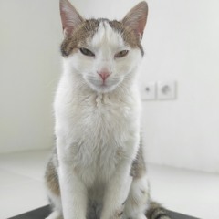 tahmine.tata
