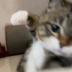 御至高理guchi