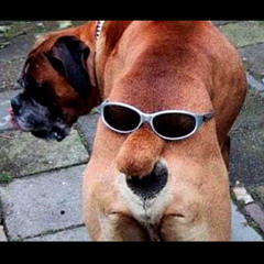 Dog fortal
