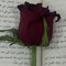 شــووق