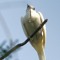 Bellbirds.