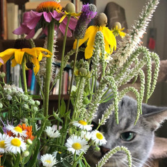 petal dance