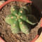 plaketacida