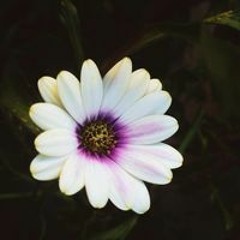 Melissa Zavala Corrales