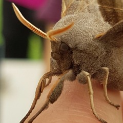mothboi