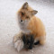 Craig.The.Fox