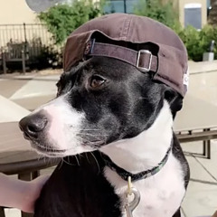 goose.