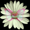 daizer
