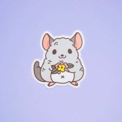 chinchilla