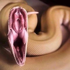 DjFireFly Belgier1933