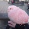 Princess pigeon