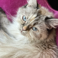Ingrid in Wonderland