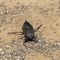 weird beetle