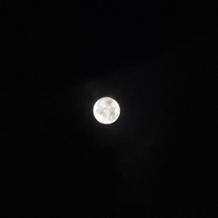 도영