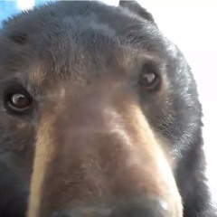 I'm not a bear... totally