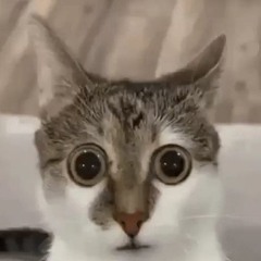 ᚳᚪᛏᚢᚩᛏᚪᛋ ᛒᚪᛏᛁᚾᚪᛋ