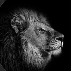 Royal Jamot🦁