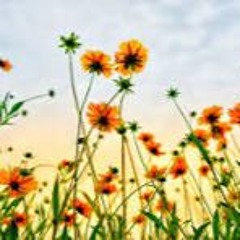 Bloom.M